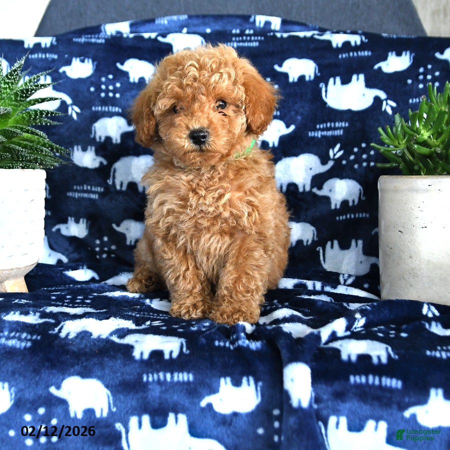 Miniature Poodle dogs Nelson - Ad 41
