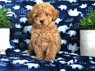 Miniature Poodle dogs Nelson - Ad 41