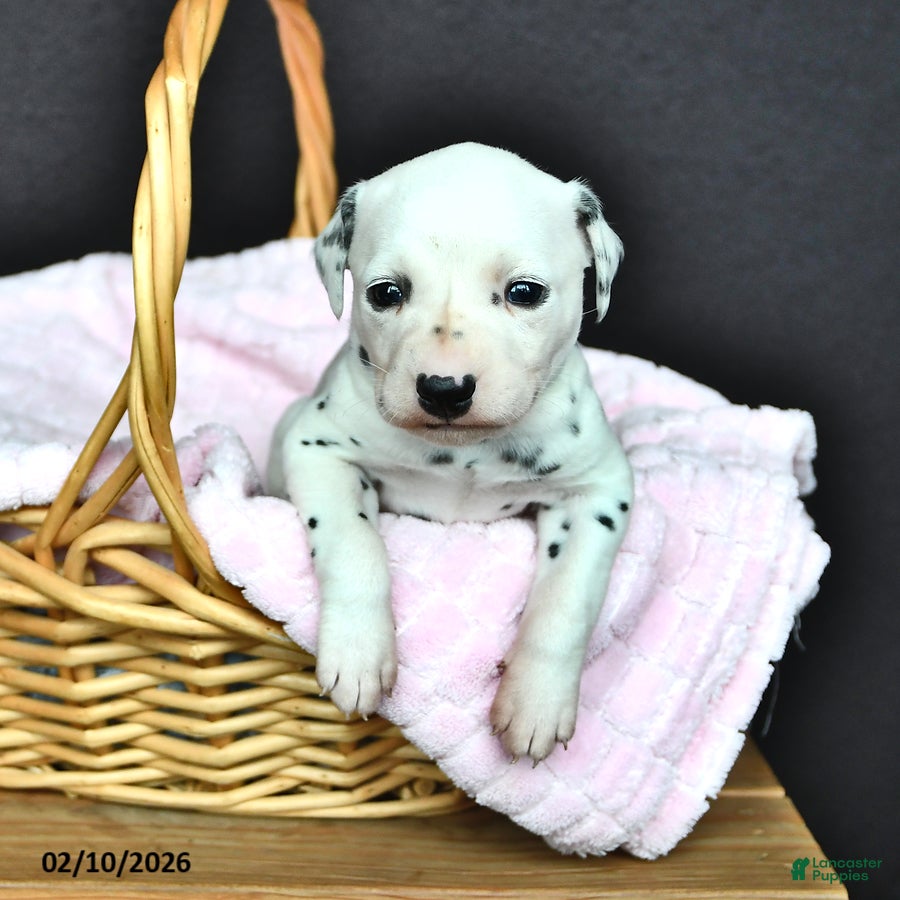 Dalmatian dogs Bella   - Ad 6