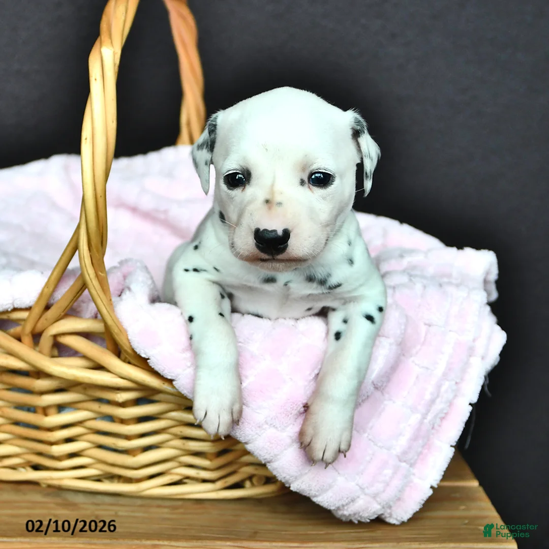 Dalmatian dogs for sale: Bella   - Ad 1