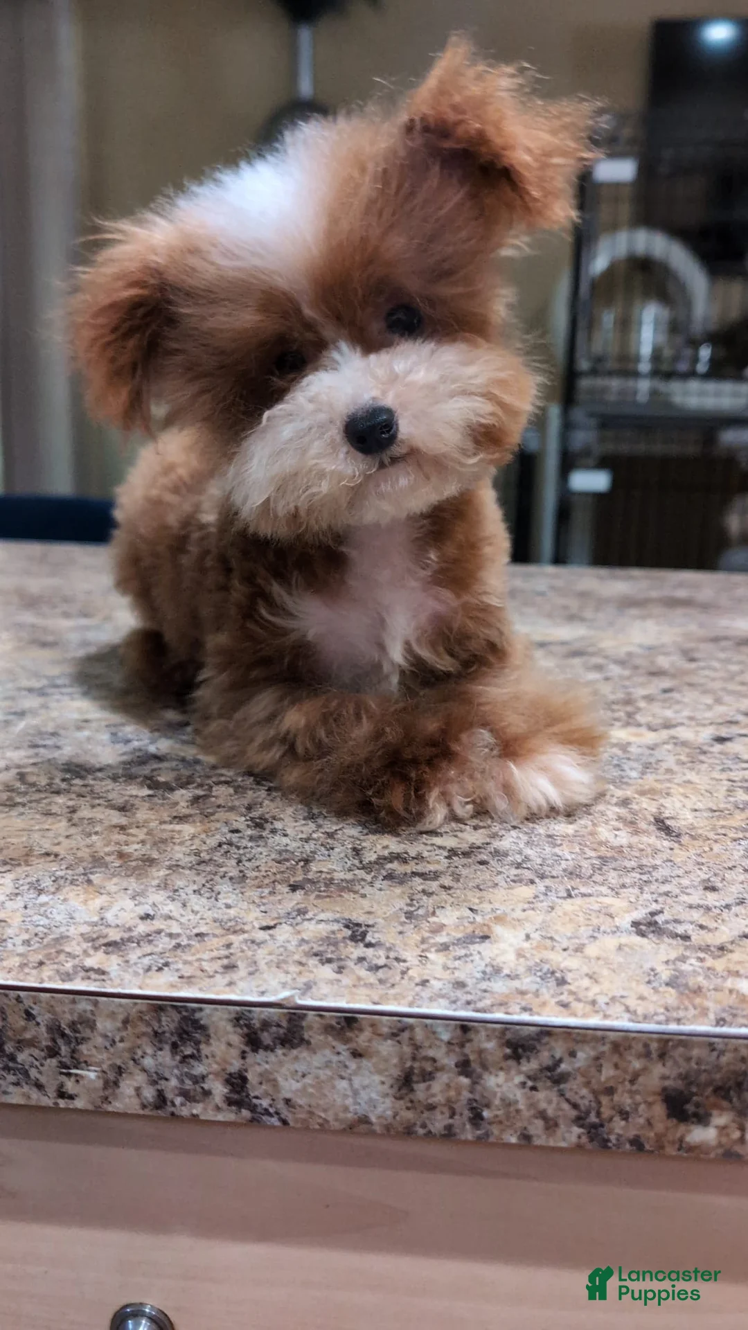 Toy Poodle dogs for stud: Tigger - Ad 5