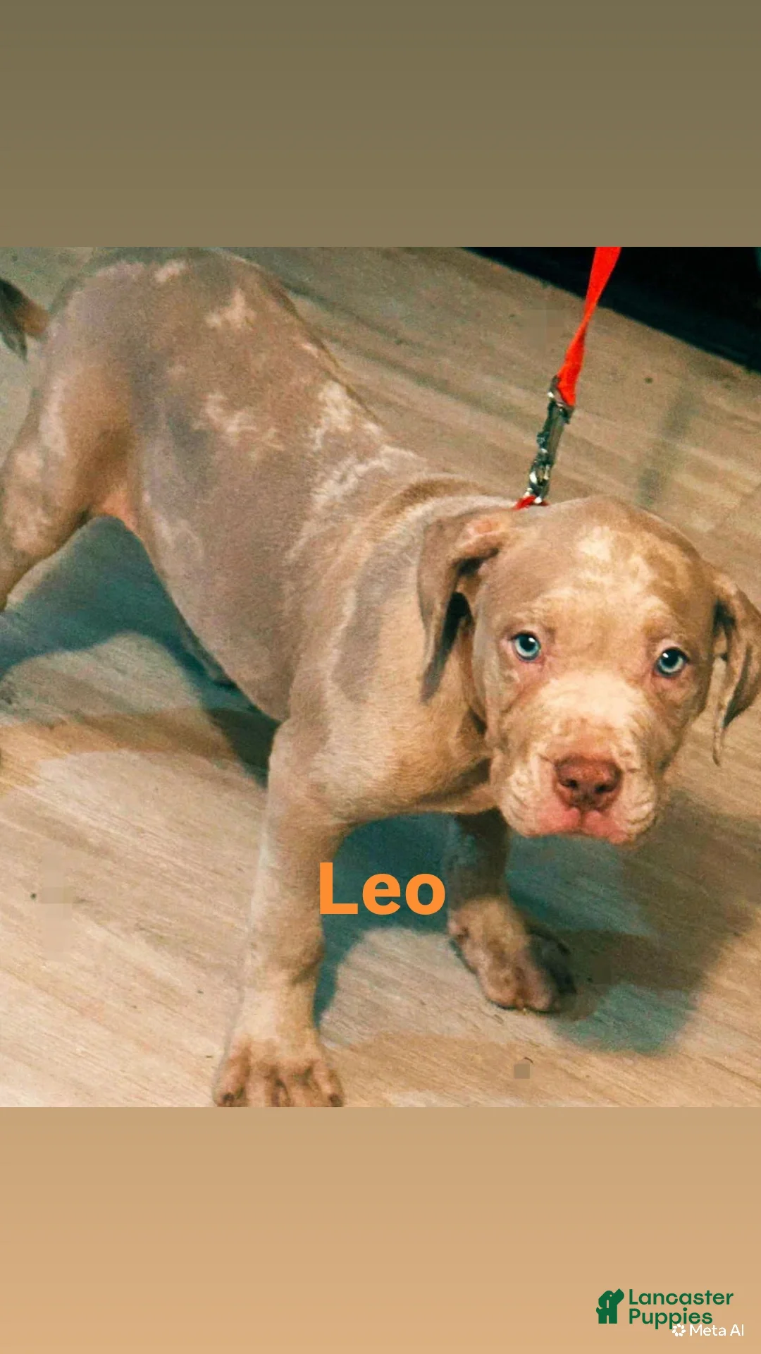 American Bully dogs for sale: Leo - Ad 1