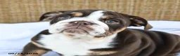 English Bulldog dogs for sale: Ronnie - Ad 5