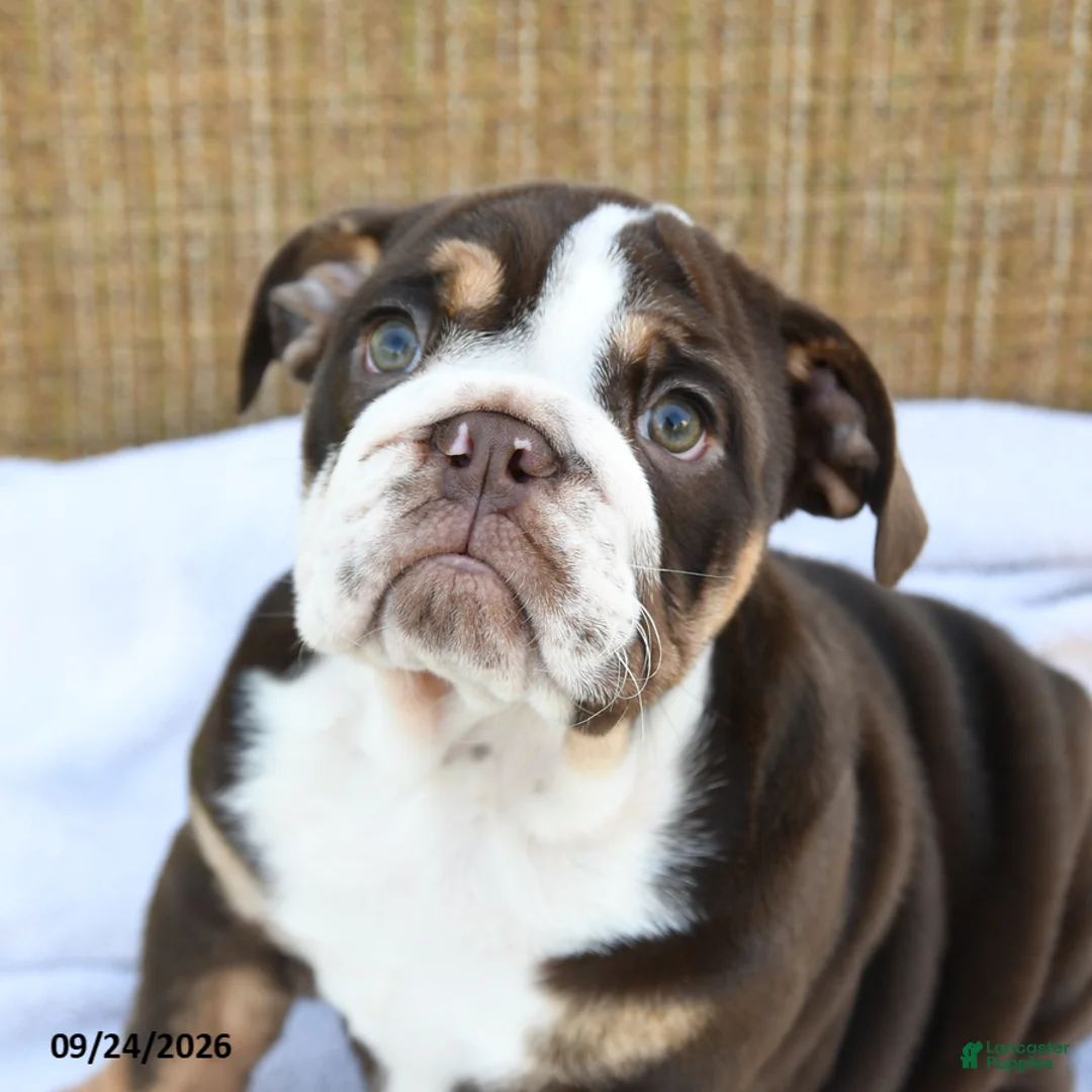 English Bulldog dogs for sale: Ronnie - Ad 5