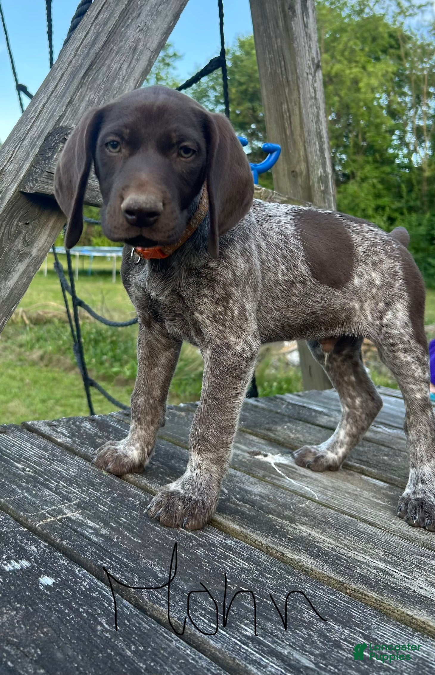 German Shorthaired Pointer dogs Orange Boy - Ad 2