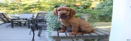 Mixed Breed dogs for sale: cody - Ad 3