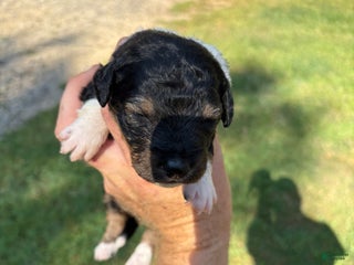 Mixed Breed dogs - Ad 5