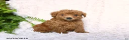 Toy Poodle dogs for sale: Acre - Ad 2