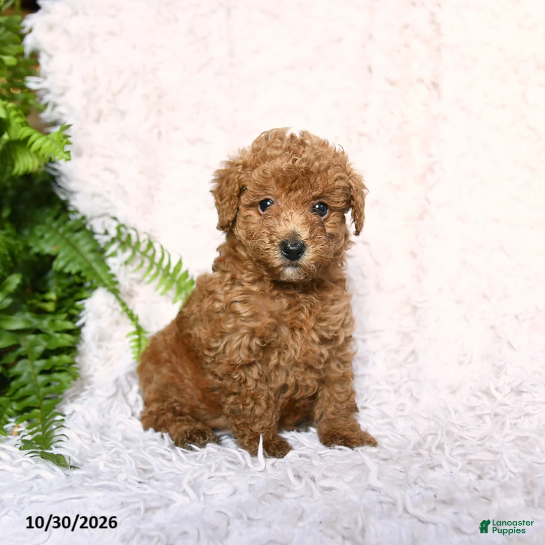 Toy Poodle dogs for sale: Acre - Ad 2