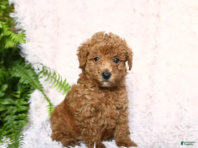 Toy Poodle dogs for sale: Acre - Ad 2