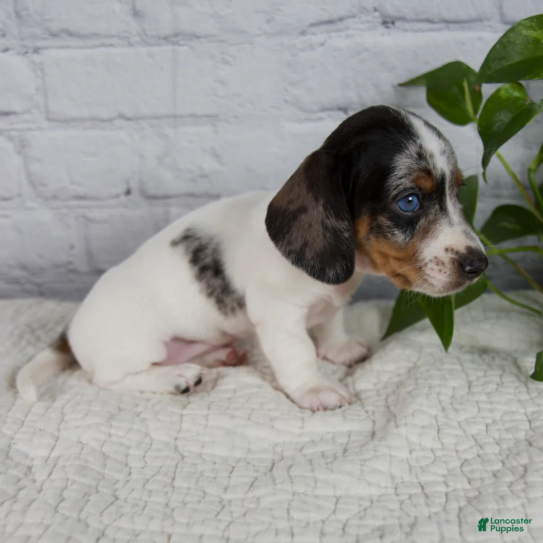 Miniature Dachshund dogs for sale: Hazel - Ad 2