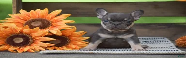 Penny