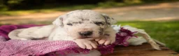Great Dane dogs for sale: Beatrice Great Dane  - Ad 9