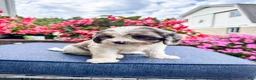 Cavapoo dogs for sale: Poppy - Ad 12