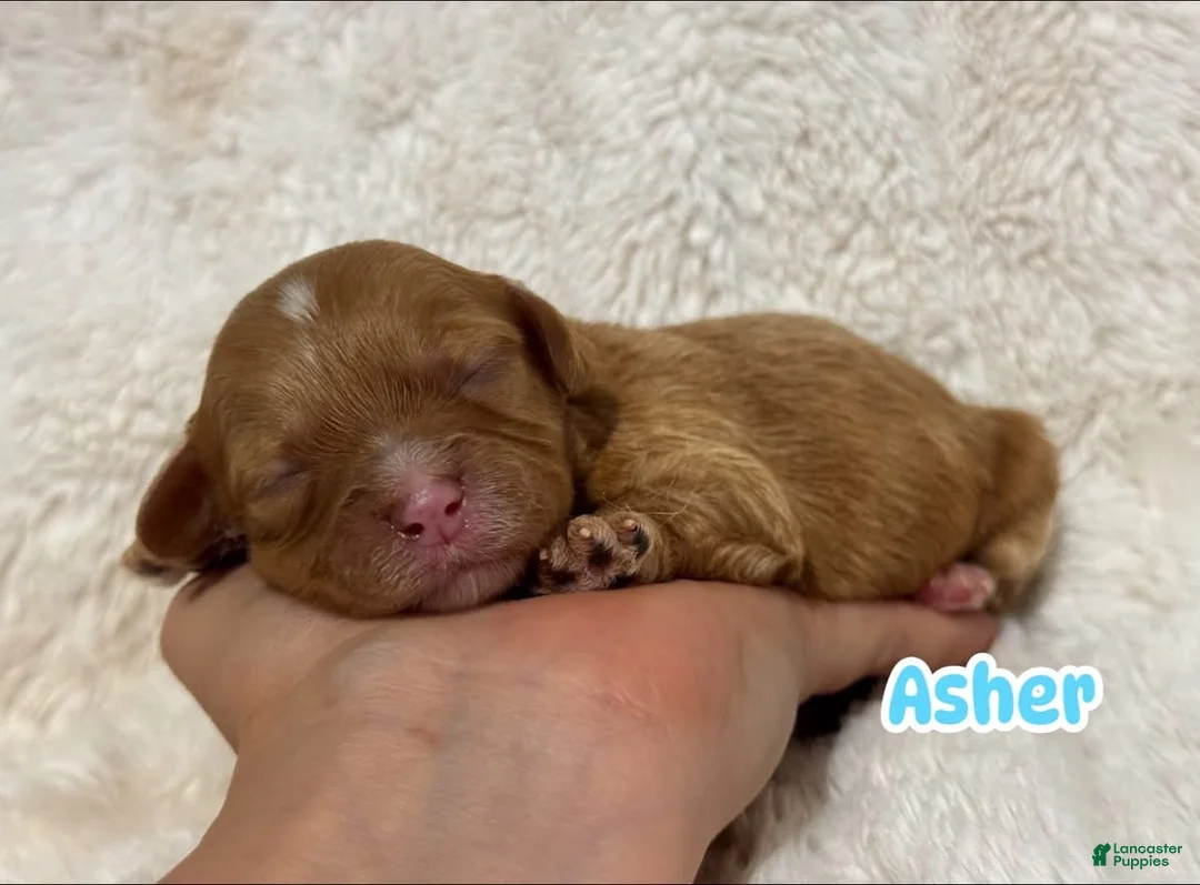 Cavapoo dogs for sale: Asher - Ad 1