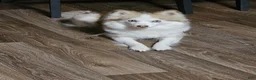 Pomsky dogs for sale: Pomsky Puppy 2 - Ad 5