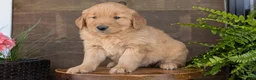 Golden Retriever dogs for sale: Chandler - Ad 4