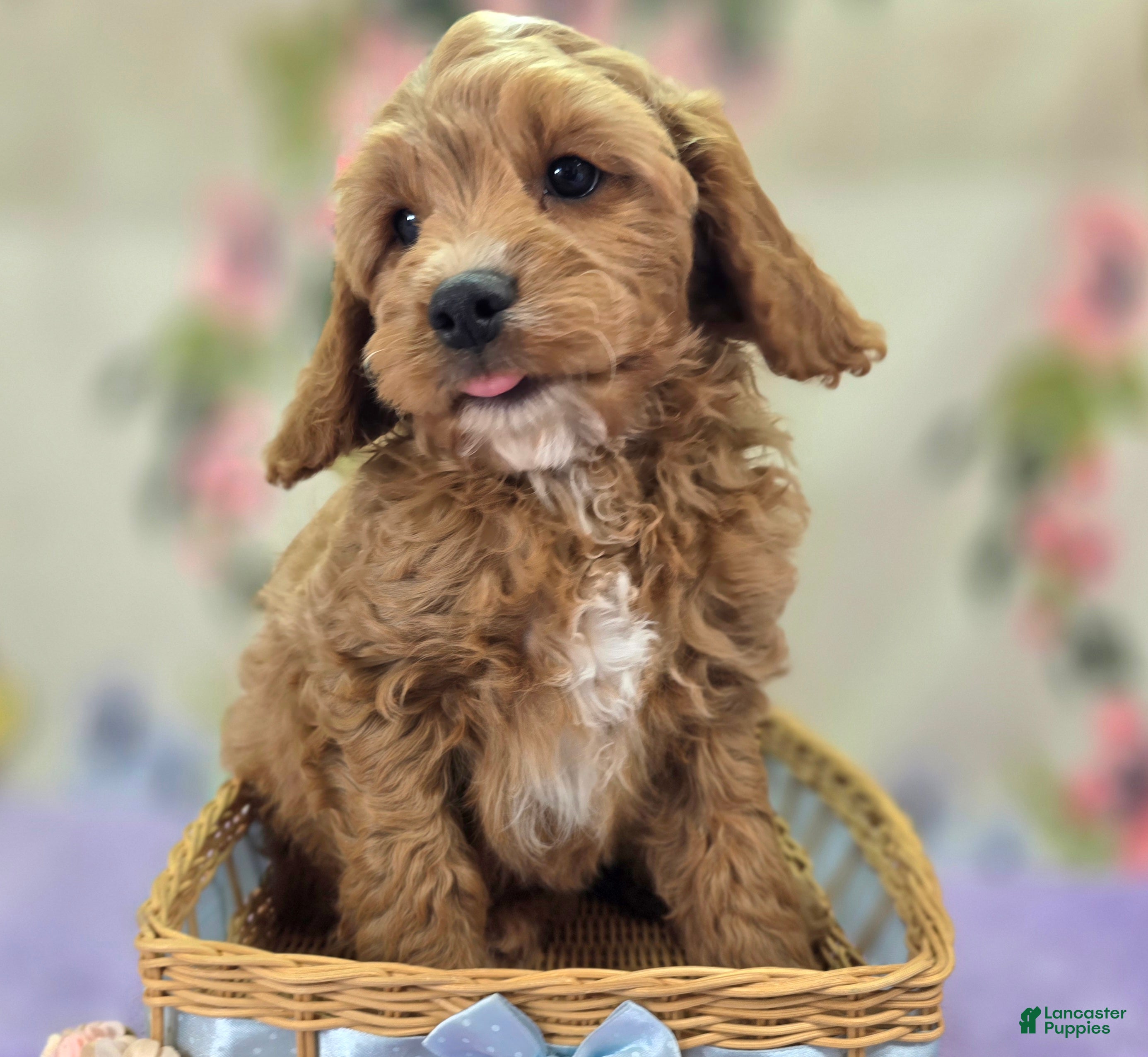 Cavapoo dogs Tundra - Ad 11