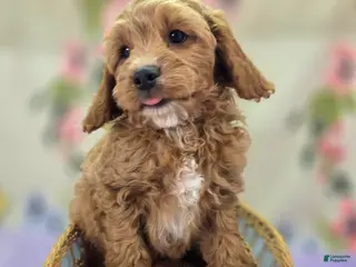 Cavapoo dogs Tundra - Ad 9