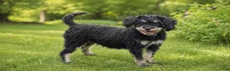 Toy Poodle dogs for sale: Caroline - Ad 6