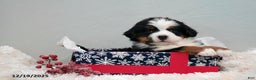 Bernese Mountain Dog dogs for sale: Rhonda - Ad 1