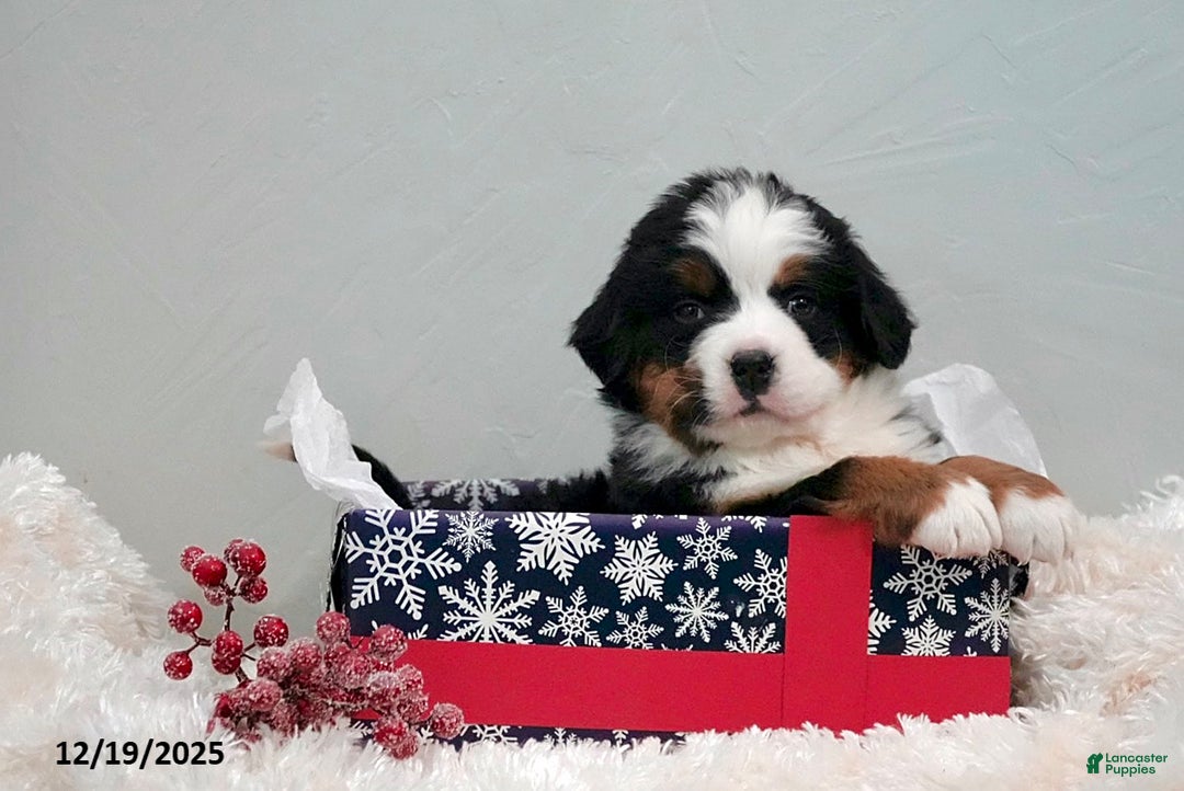 Bernese Mountain Dog dogs for sale: Rhonda - Ad 1