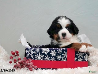 Bernese Mountain Dog dogs Rhonda - Ad 2