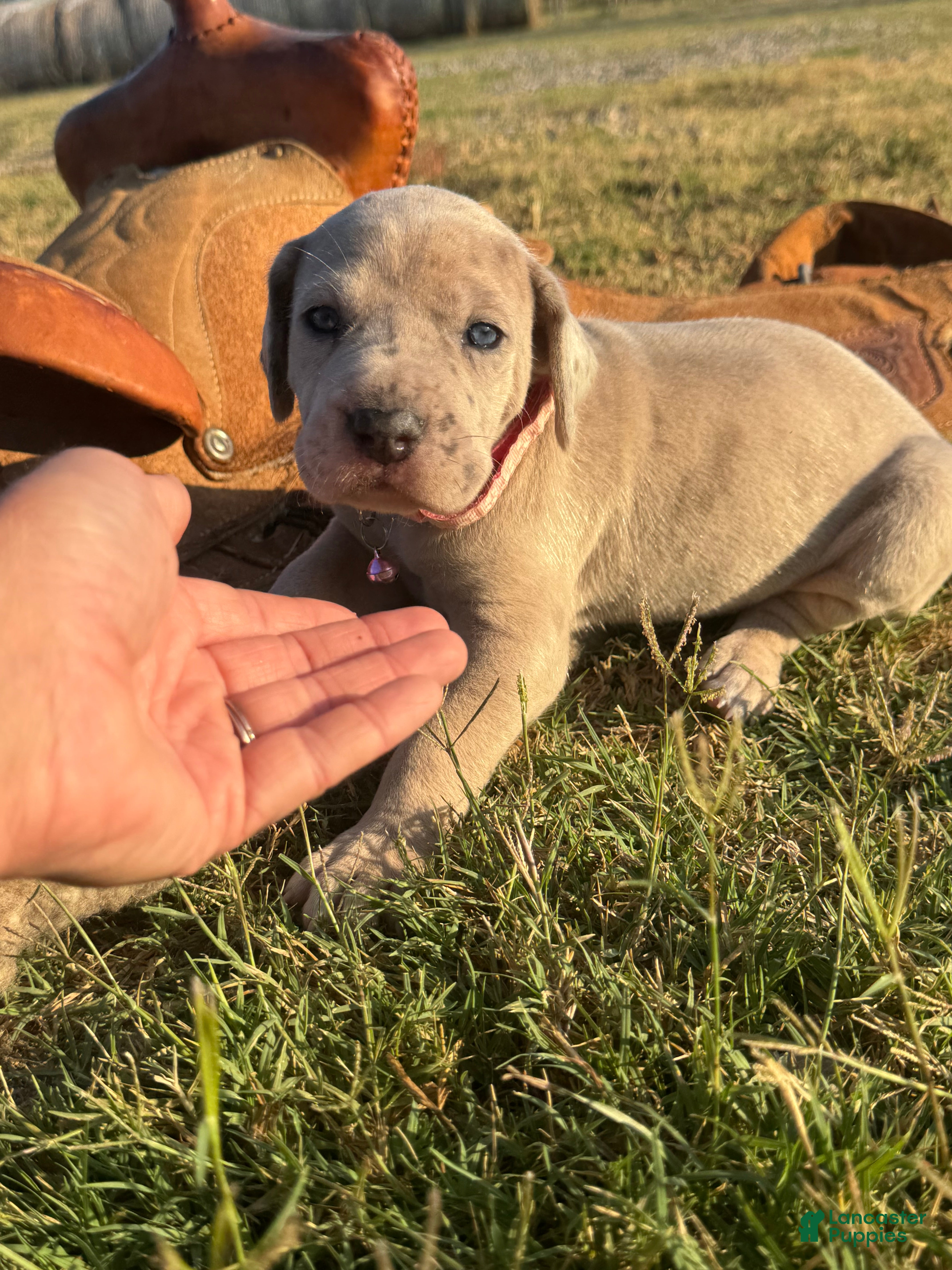 Great Dane dogs Jemma - Ad 2