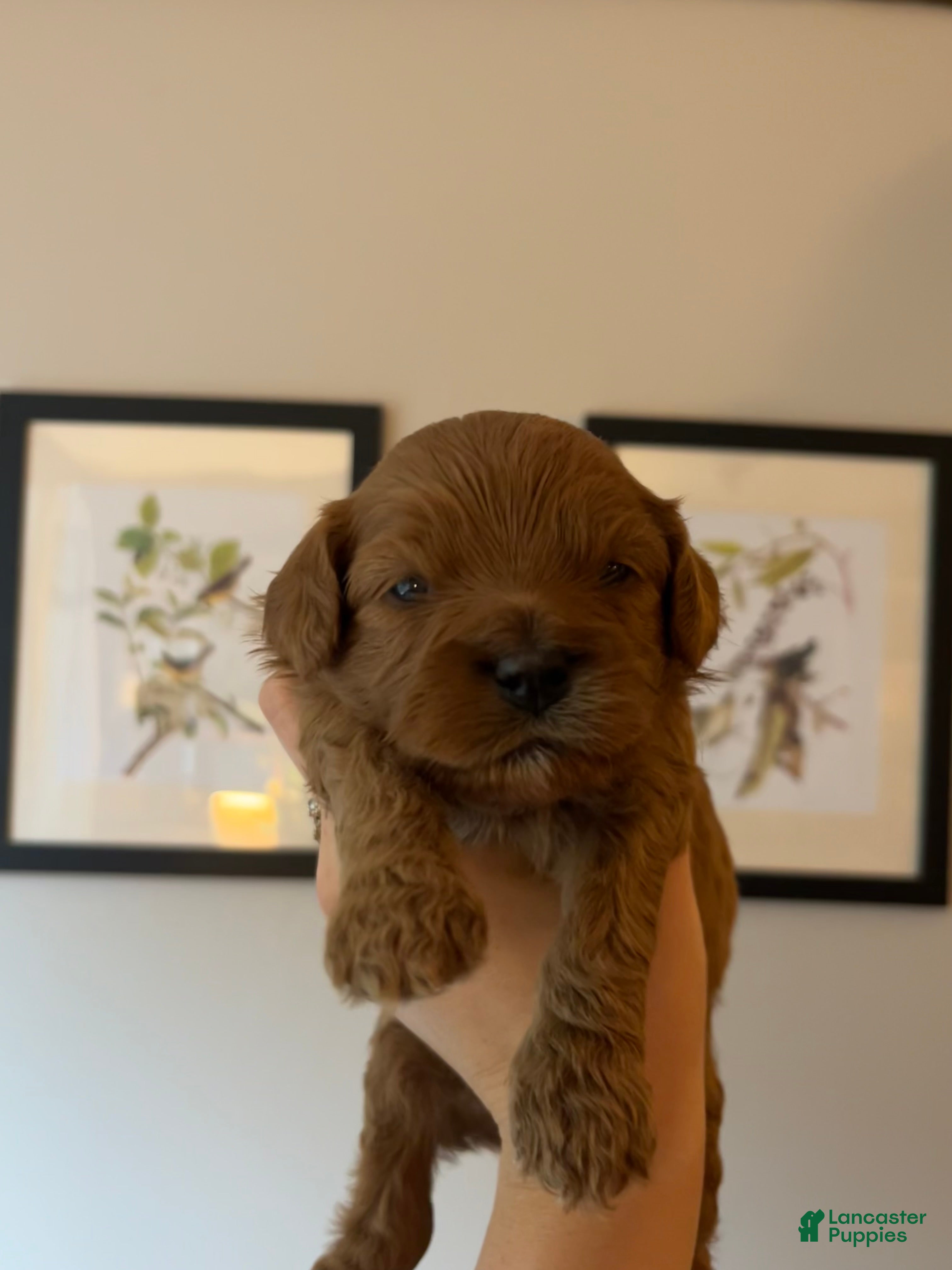 Cavapoo dogs Pumpkin - Ad 21