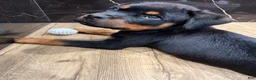 Rottweiler dogs for sale: Rottweiler 1 - Ad 12