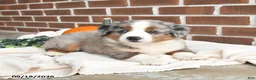 Miniature Australian Shepherd dogs for sale: Hope - Ad 4