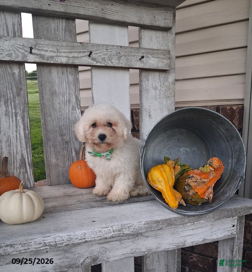 Bichpoo dogs Katie - Ad 1