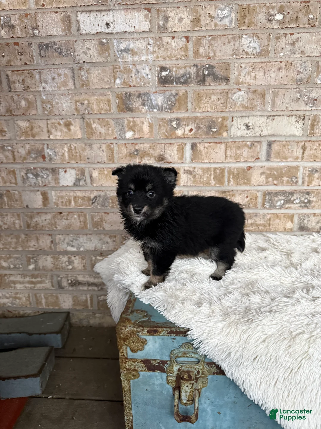 Pomsky dogs for sale: Paisley - Ad 2