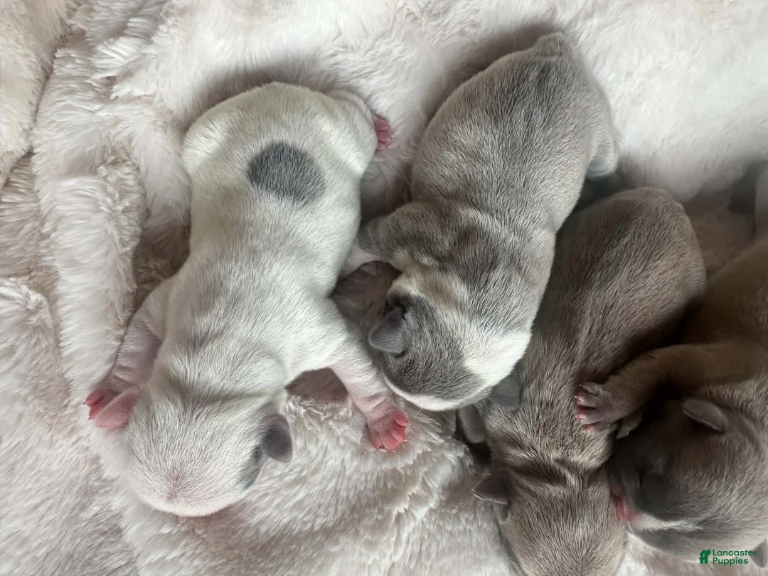 French Bulldog dogs for sale: French Bulldog 5 FEMALE - Ad 2
