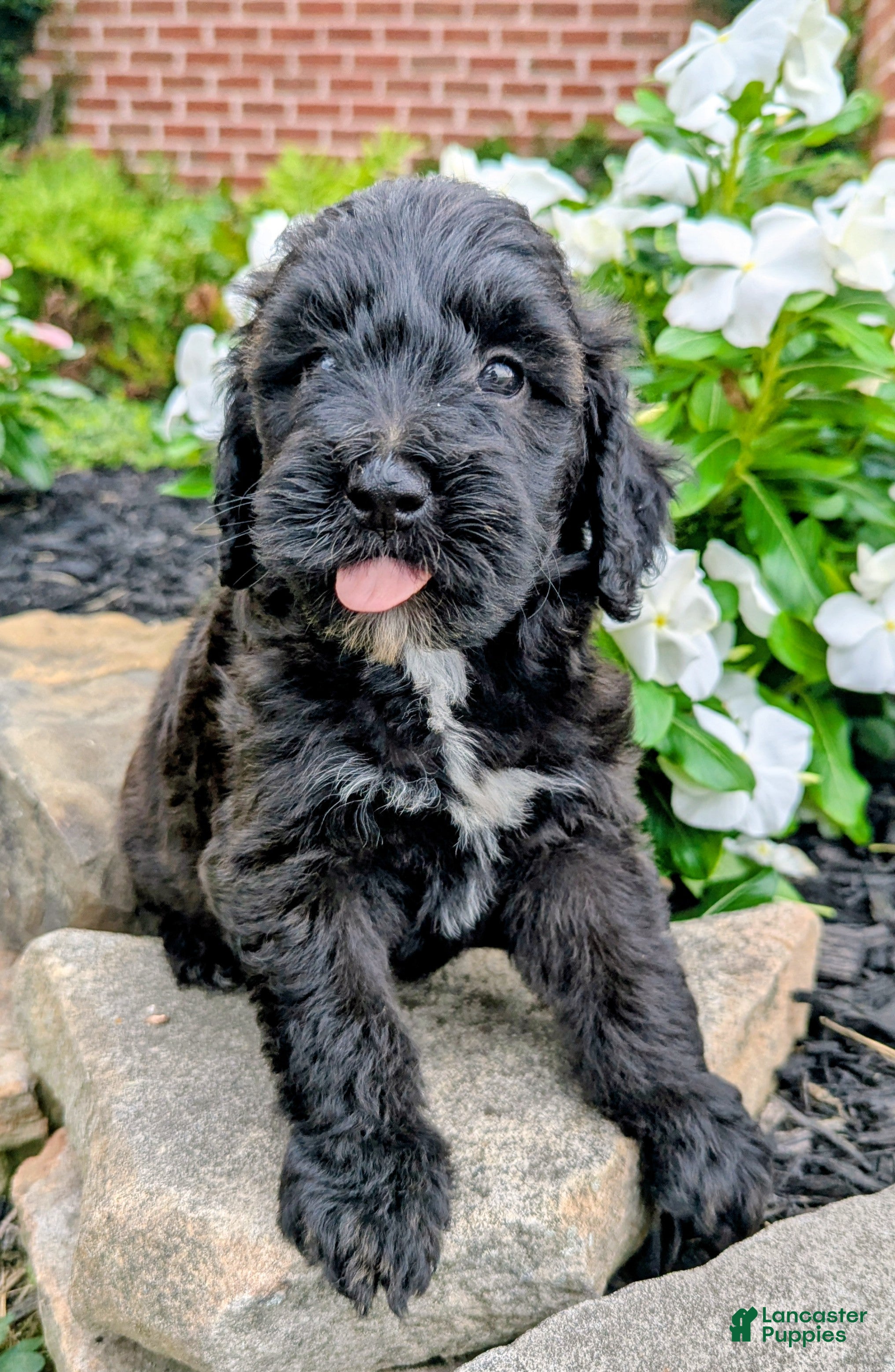 Mini Goldendoodle dogs Paisley F1B - Ad 1
