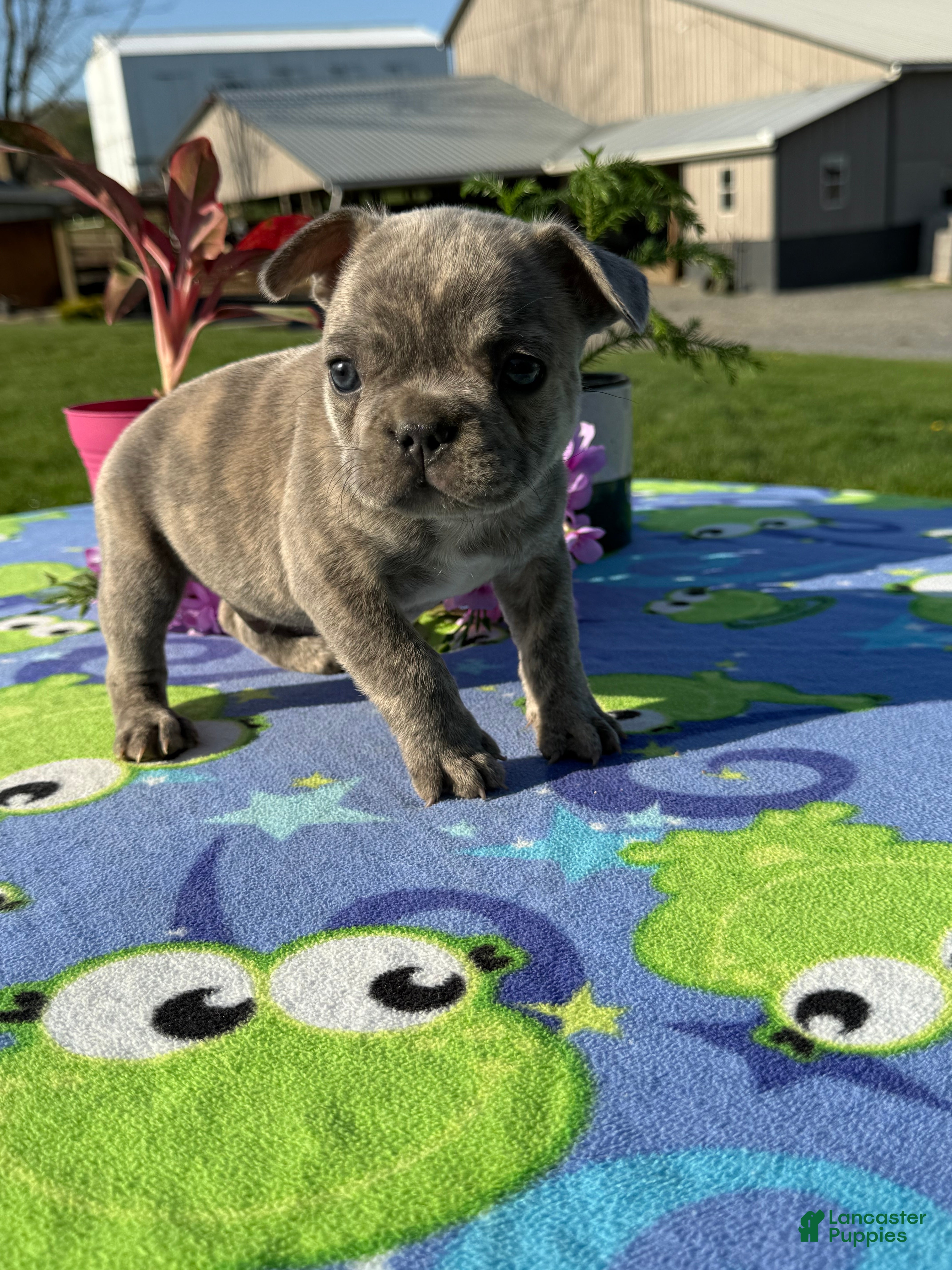 French Bulldog dogs Frank - Ad 2