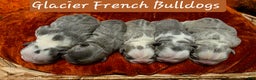 French Bulldog dogs for sale: ❄️ Ana – Blue Panda Husky-Pattern French Bulldog - Ad 8