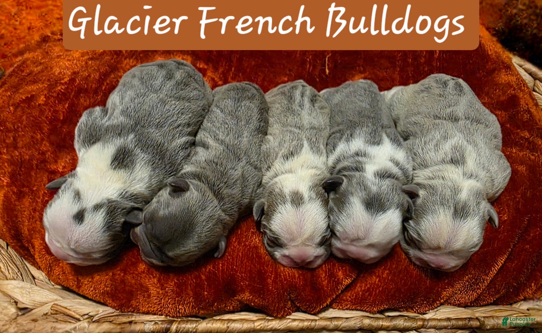 French Bulldog dogs for sale: ❄️ Ana – Blue Panda Husky-Pattern French Bulldog - Ad 8