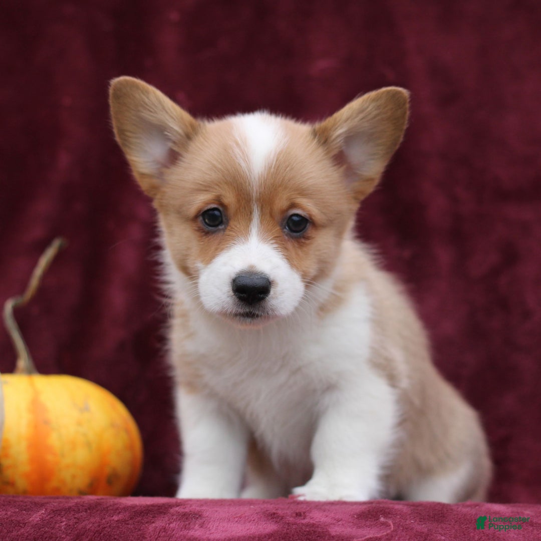 Welsh Corgi Pembroke dogs for sale: Haddie  - Ad 1