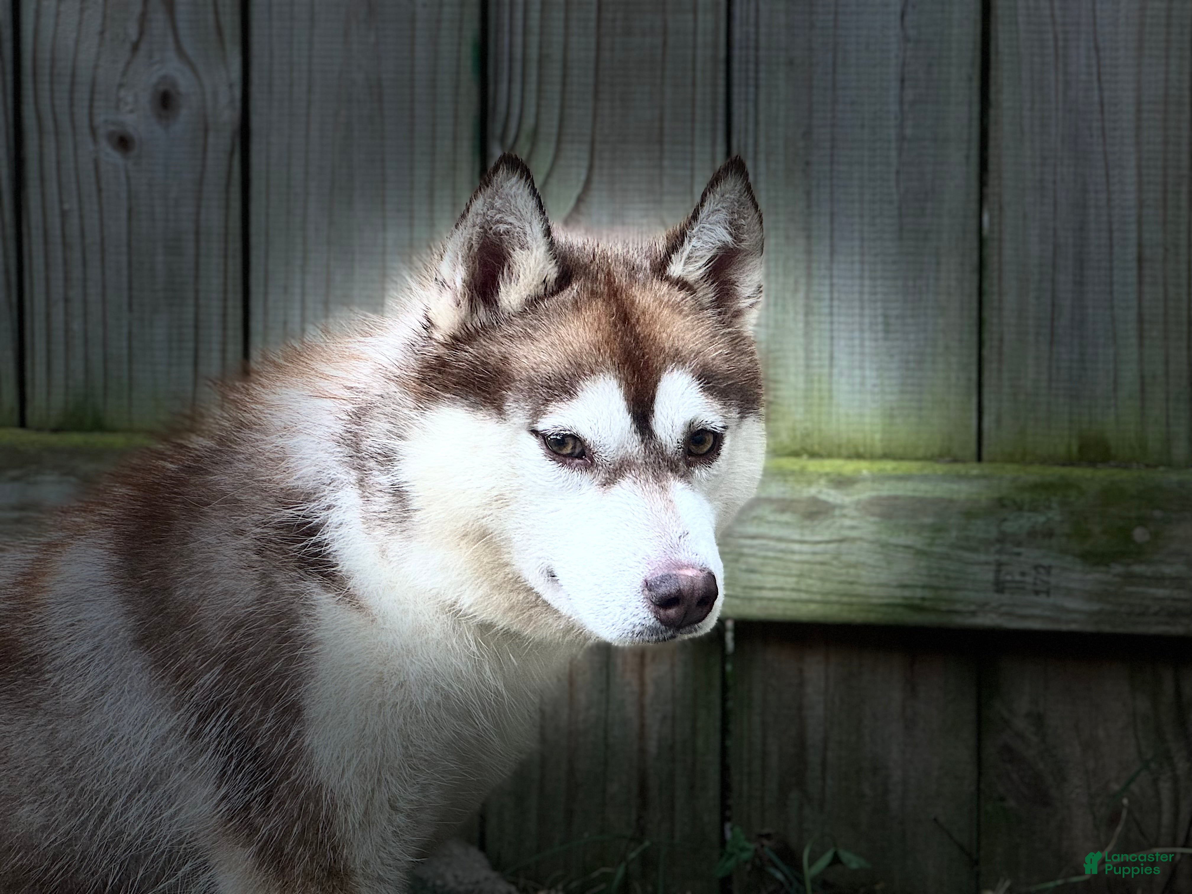 Siberian Husky dogs Tsunagi - Ad 38