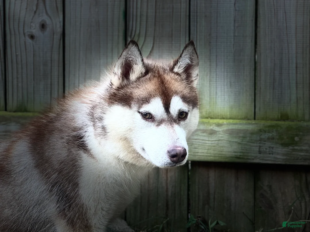 Siberian Husky dogs for sale: Tsunagi - Ad 1