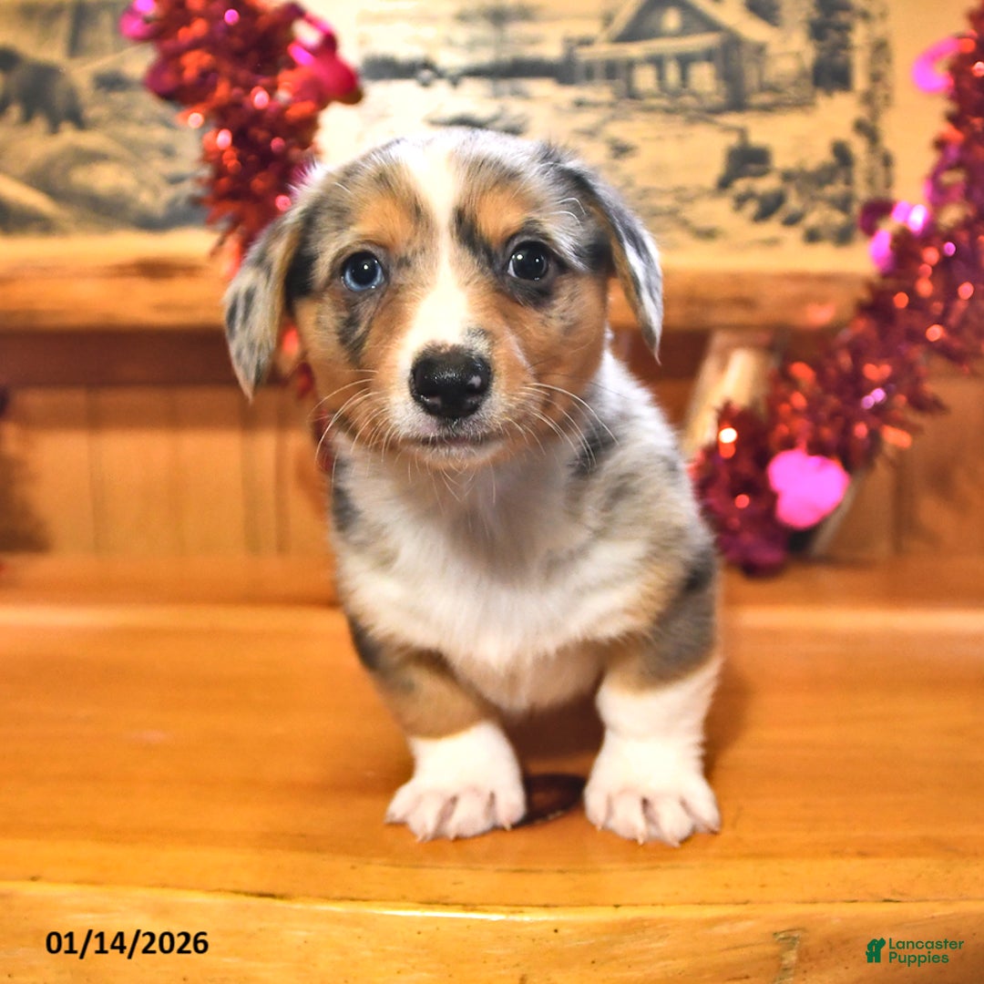 Welsh Corgi Pembroke dogs for sale: Smokey - Ad 1