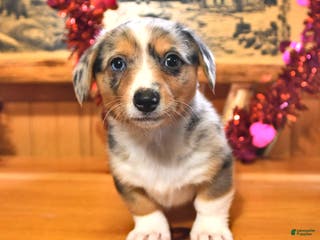 Welsh Corgi Pembroke dogs Smokey - Ad 31