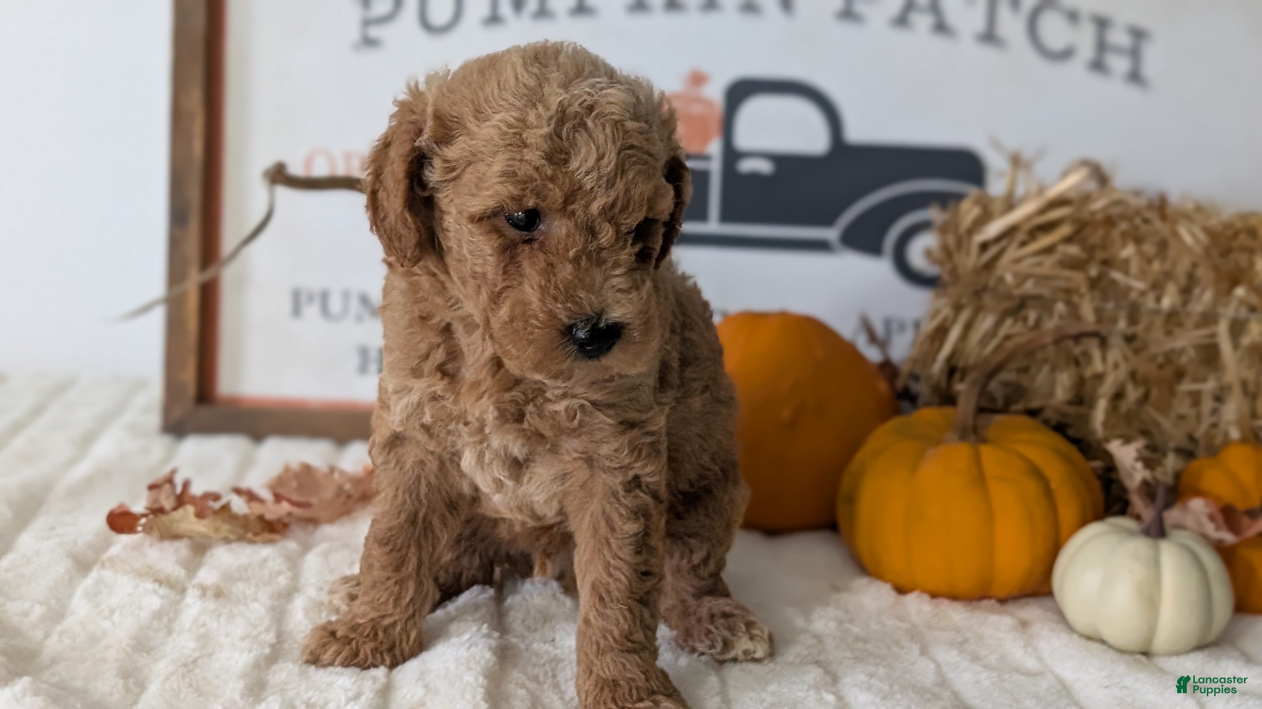 Mini Goldendoodle dogs Jax  - Ad 2