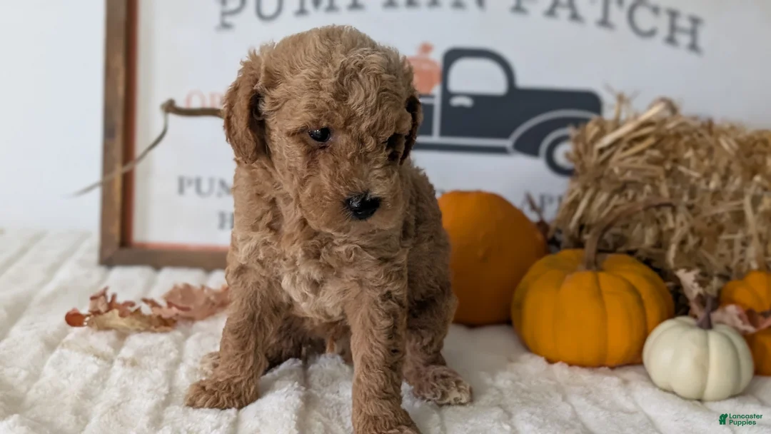 Mini Goldendoodle dogs for sale: Jax  - Ad 2