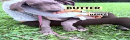 Great Dane dogs for sale: Butter - Ad 17