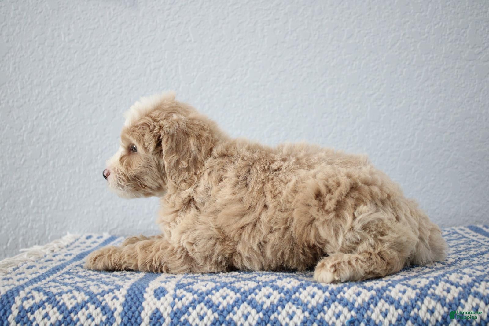 Mini Goldendoodle dogs Vinnie - Ad 2
