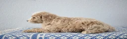 Mini Goldendoodle dogs for sale: Vinnie - Ad 2