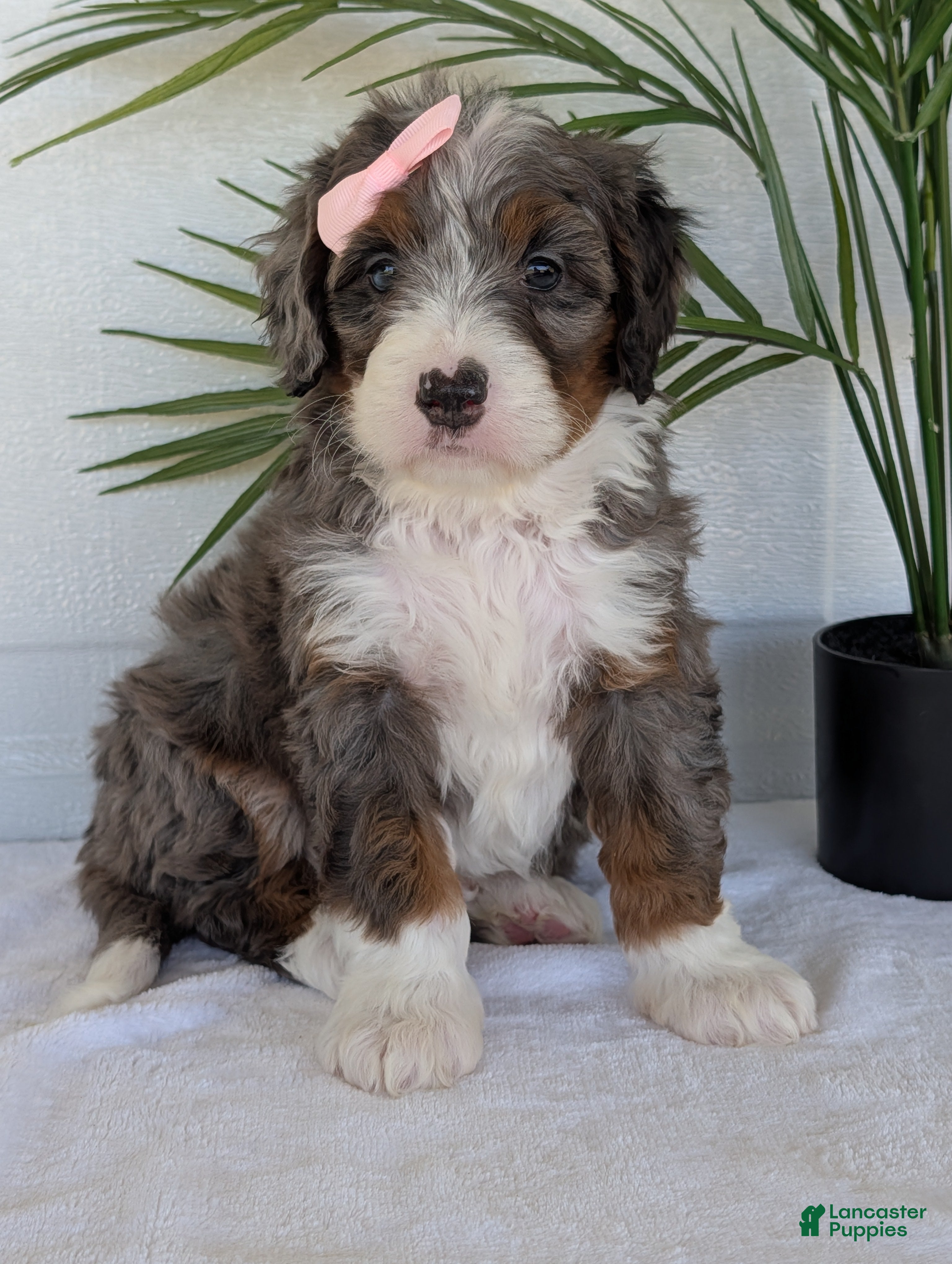 Mini Bernedoodle dogs Mini Ivy  - Ad 2