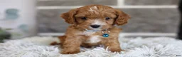 Cavapoo dogs for sale: Beanie - Ad 5